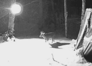 A trail camera photo of a deer at night.